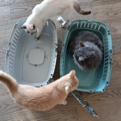 Caisse de transport en plastique recyclé