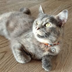 Harnais chat Truelove avec chat