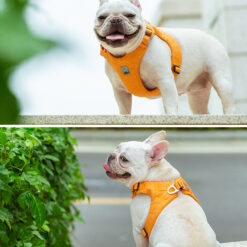 harnais sur chien orange