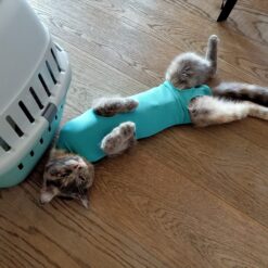 Alternative view of Location de body et de collerette pour chats