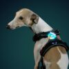 Lampe led pour chien