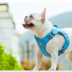 Harnais sur chien Bleur