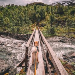 Alternative view of Non-stop Bungee leash