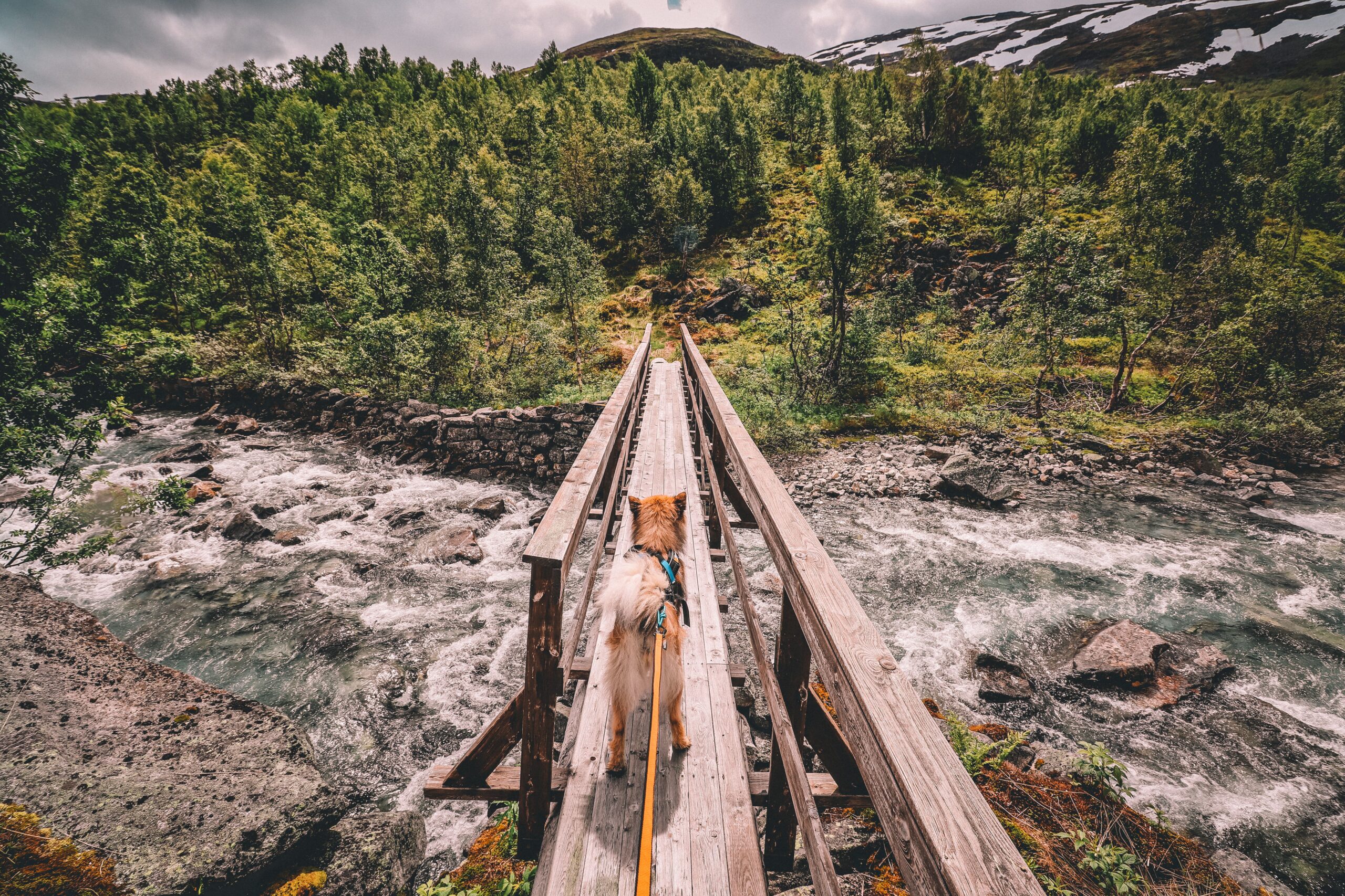 Non-stop Bungee leash – Image 2