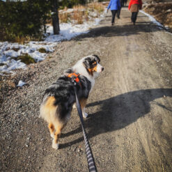Alternative view of Non-stop Touring Bungee