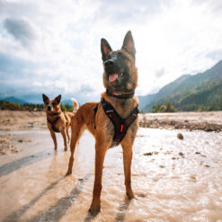Alternative view of Non-stop Rock adjustable collar
