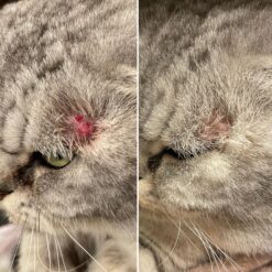 Alternative view of Baume Chaman