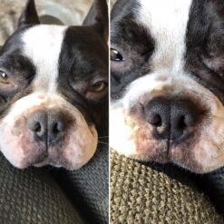 Alternative view of Baume Belle truffe