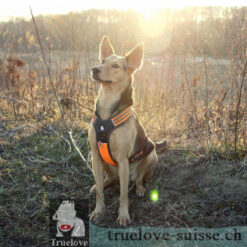 Alternative view of Harnais Truelove Forest