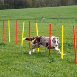 Alternative view of Kit complet Agility KERBL