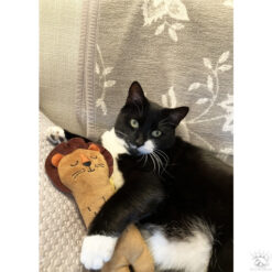 Alternative view of ROSEWOOD peluche eco friendly lion pour chat
