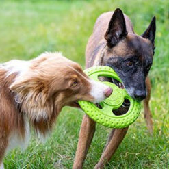 Alternative view of Kiwi Walker FRISBEE