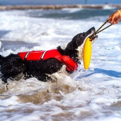 Alternative view of Kiwi Walker ZEPPELIN