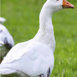 Canards et oies à l'herbe