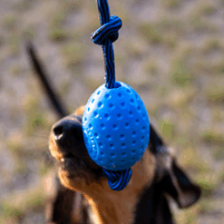 Alternative view of Kiwi Walker EGG