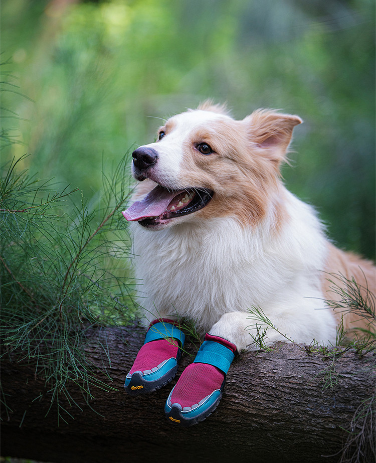 Truelove Explorer dog boots