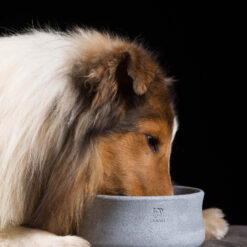 Alternative view of LABONI Gamelle élégante pour chiens et chats