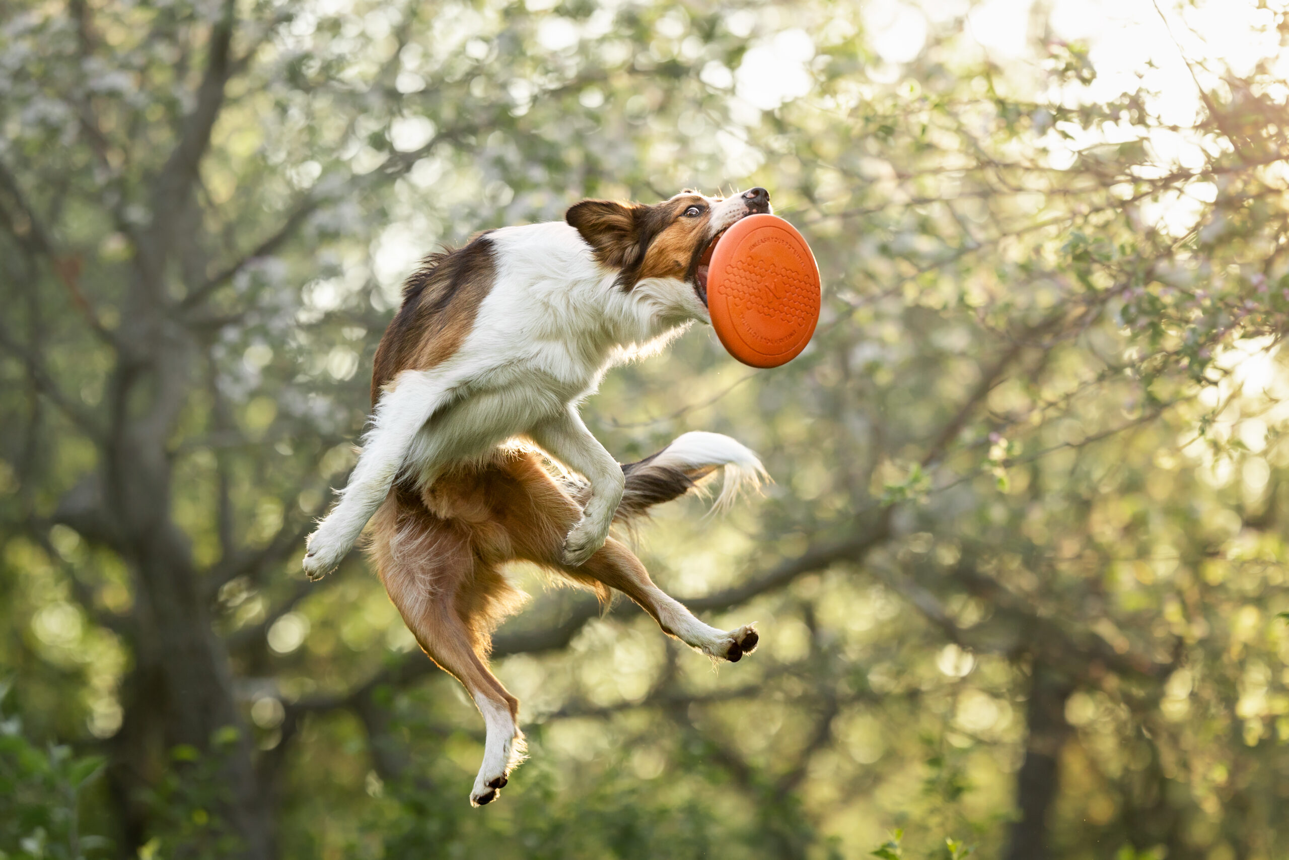 Non-stop Dog flying disc – Image 5