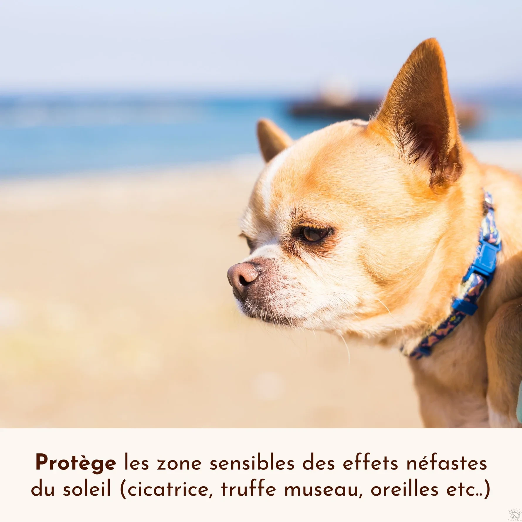 Crème solaire SPF30 Lézarderas-tu ? Dexter&Mango – Image 4